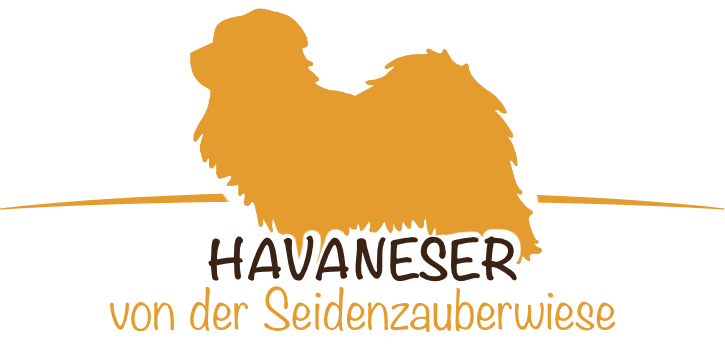 Havaneser Seidenzauber